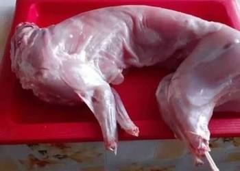 Króliki króliki ubite