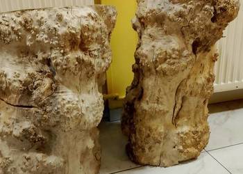 Czeczot topola lub klon