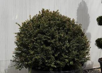 Cis Taxus "Baccata" Kula fi 80cm