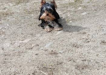 Yorkshire Terrier Enzo Boy 6mc