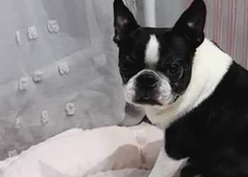 Do adopcji 6 letnia suczka-  Boston Terrier