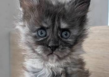 Maine Coon kotka opcja do hodowli po Championach