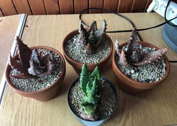 Aloes aculeata - 4 piękne rośliny w komplecie