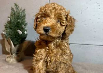 Uroczy Piesek Pudel Toy