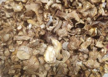 Suszona kurka- pieprznik jadalny w dehydratorze 35 stopni 100 g