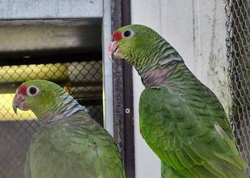 Sprzedam dwie Pary Amazonek