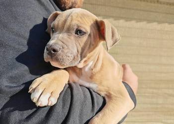 Szczeniak - Amstaff