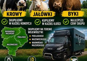 Skup Bydła Krowy,Byki,Jałówki