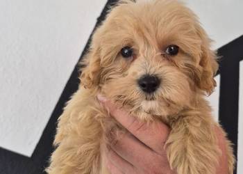 Sprzedam pieski Maltipoo