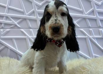 Cocker spaniel angielski