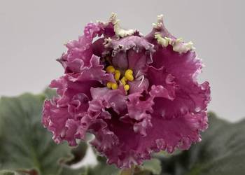 Fiołek afrykański kwitnąca sadzonka