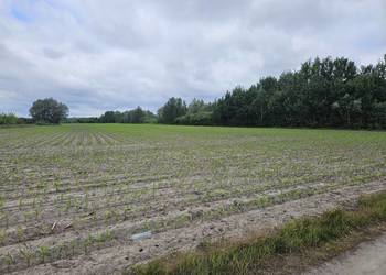 Sprzedam działki rolne o pow. 3.36ha Dorohusk