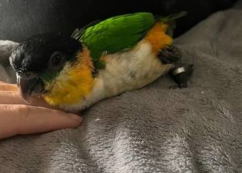 Barwinka czarnogłowa ręcznie karmione