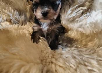 yorkshire terrier chłopiec trikolor