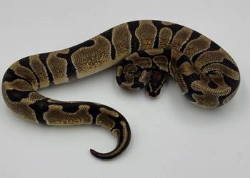 Enchi Yellow belly samica Pyton królewski/ regius wąż gad