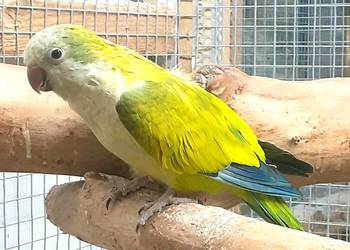 Papuga Mnicha nizinna