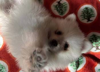 szpic miniaturowy - chłopiec