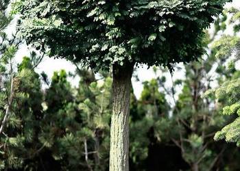 Drzewo Akacja Robinia akacjowa  350cm w donicy 500L