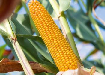 Nasiona kukurydzy SM ROKITA - kiszonka