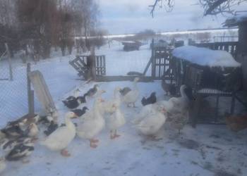 Sprzedam gęsi kołudzkie 25 zł kg.