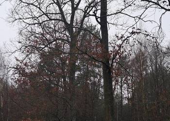 Sprzedam dęby tartaczne