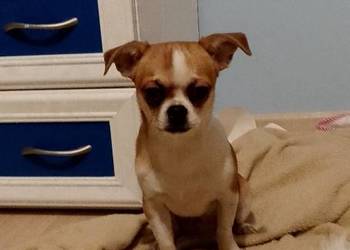 Chihuahua chłopiec