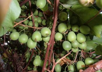 Kiwi Isai samopylne -aktinidia ostrolistna - grunt