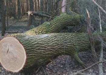 Gałęzie dębowe po wycince drzewa dębowego