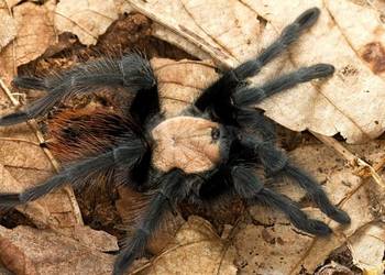 Brachypelma Albiceps L7 ptasznik pająk