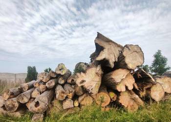 drewno w kłodach w różne średnice i długości
