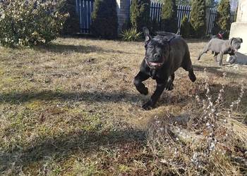 Szczeniaki Cane Corso