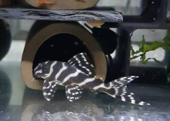 Hypancistrus L173 zbrojnik glonojad