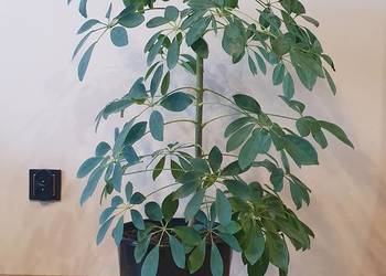 Szeflera drzewkowata doniczkowa