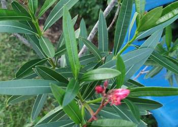 kwitnący smukły oleander 175cm