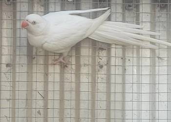 Aleksandretta Obrożna samica