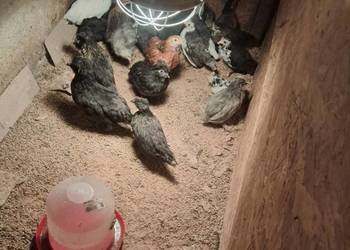 Młode kurczaki karzełki (Cwergi) kolorowe – zdrowe i piękne 4 miesięczne