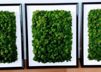 Obraz z mchu chrobotka reniferowego 30x40cm