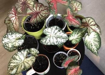 Kaladium caladium domowa uprawa