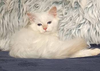 Koty Syberyjskie Neva Masquerade - ROYAL ZKolakowegoDomu*PL