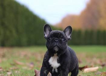 Buldog francuski fci ZKwP