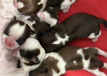 Shih tzu śliczne szczenięta