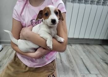 Jack russell terrier