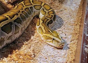 Pyton tygrysi hypo het albino - dorodny samiec  oraz inne węże