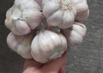 Bukiet czosnku Harnaś zimowy.