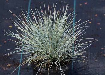 Kostrzewa sina 'Elijah Blue'