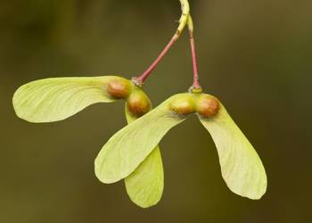Klon polny (Acer campestre) obwód 10-12 cm, z bryłą – HURT