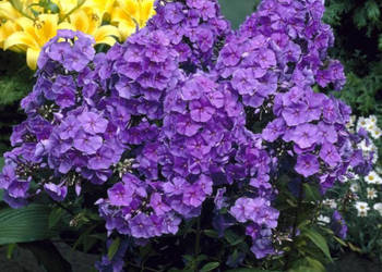 FLOKS WIECHOWATY Amethyst - sadzonki w doniczkach