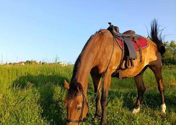 Sprzedam dwa wałachy zajezdzone 21lat i 19lat