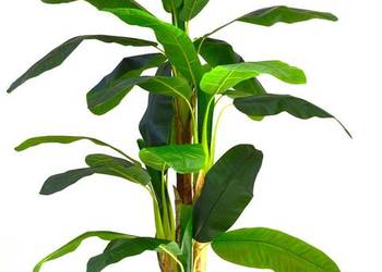 Sztuczny Bananowiec 2m 4 pnie bambus dużo liści bardzo efektowny wysoki