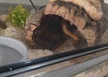 Wąż zbożowy+terrarium z wyposażeniem